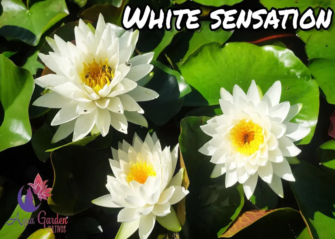 White Sensation