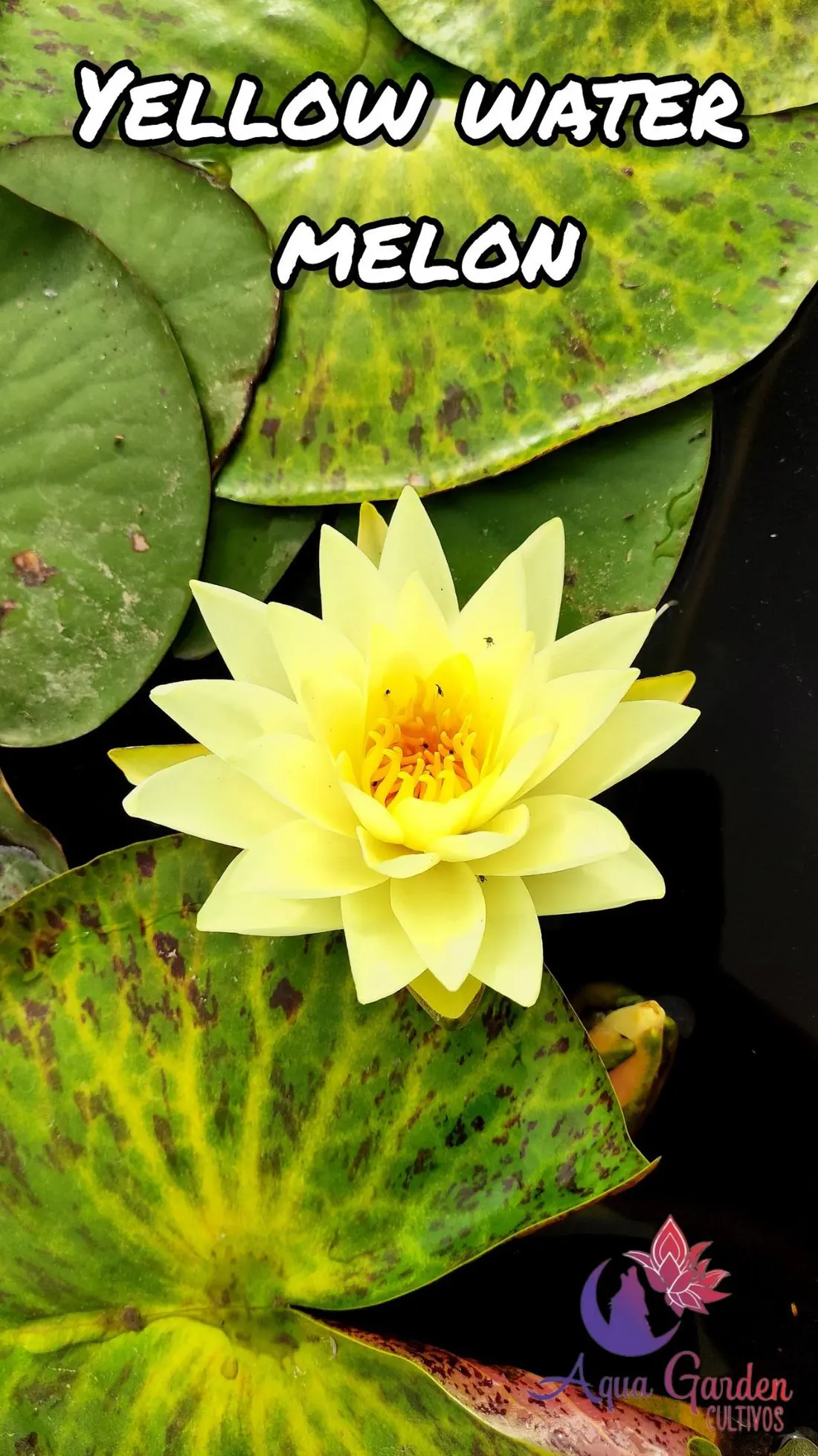 Yellow Water Melon