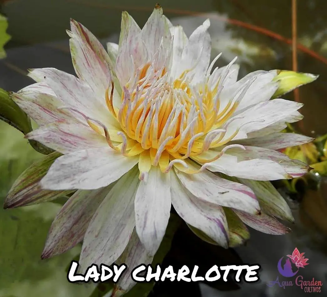 Lady Charlotte
