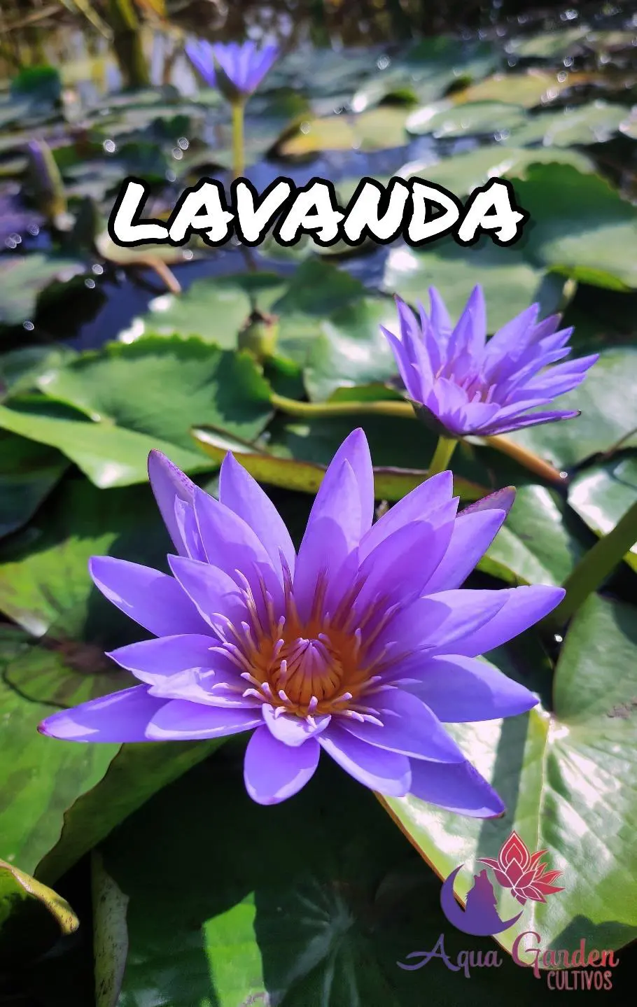 Lavanda
